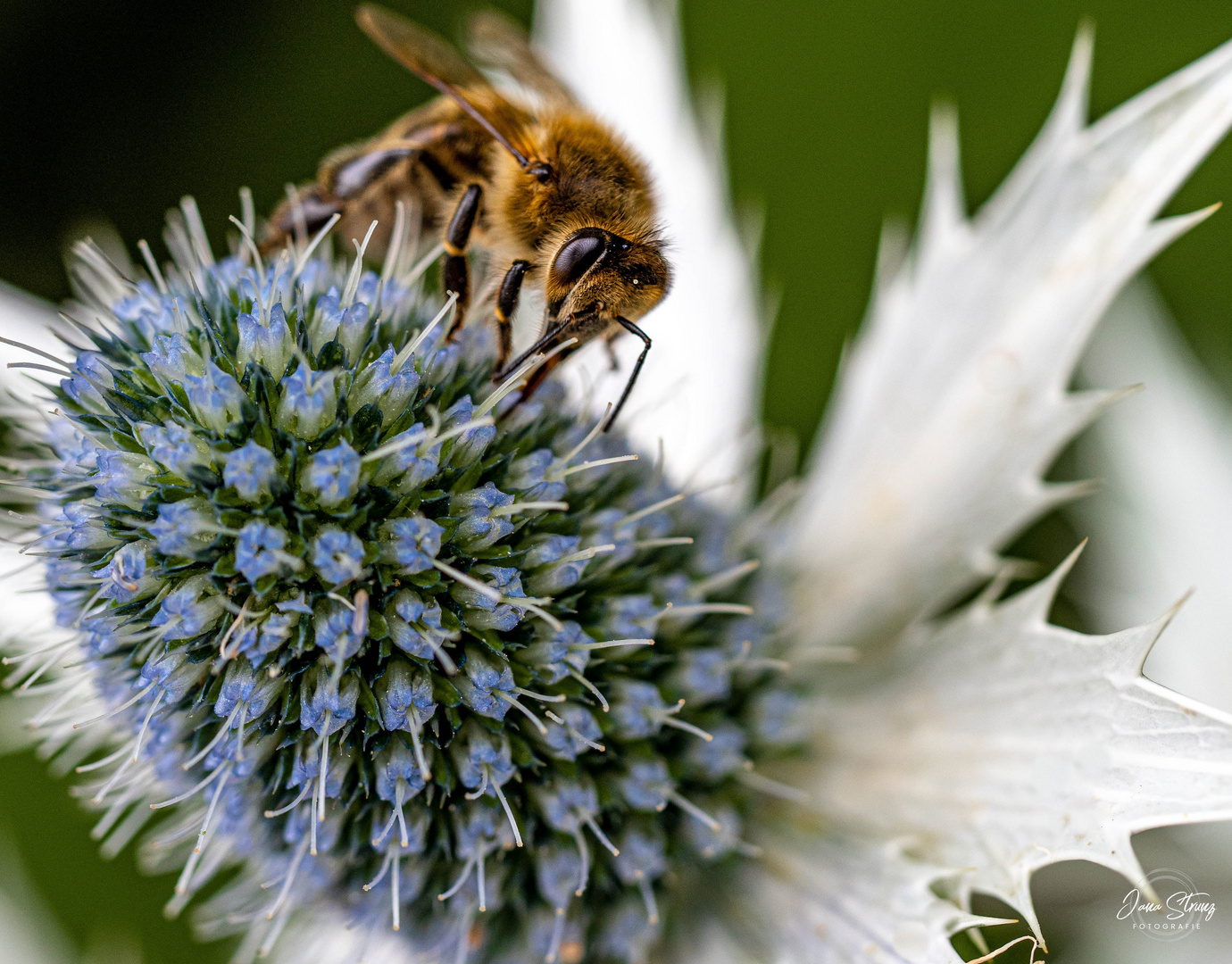 Distel