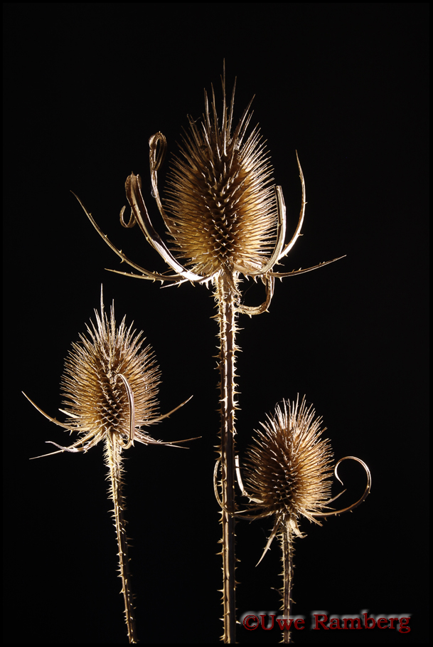 Distel 01