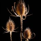 Distel 01