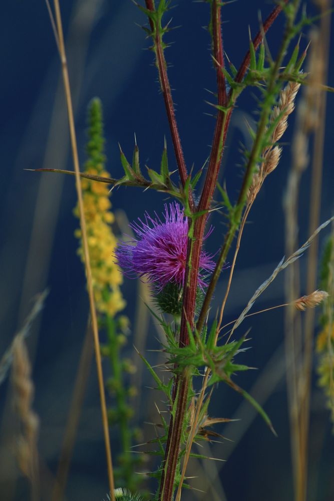 Distel 01