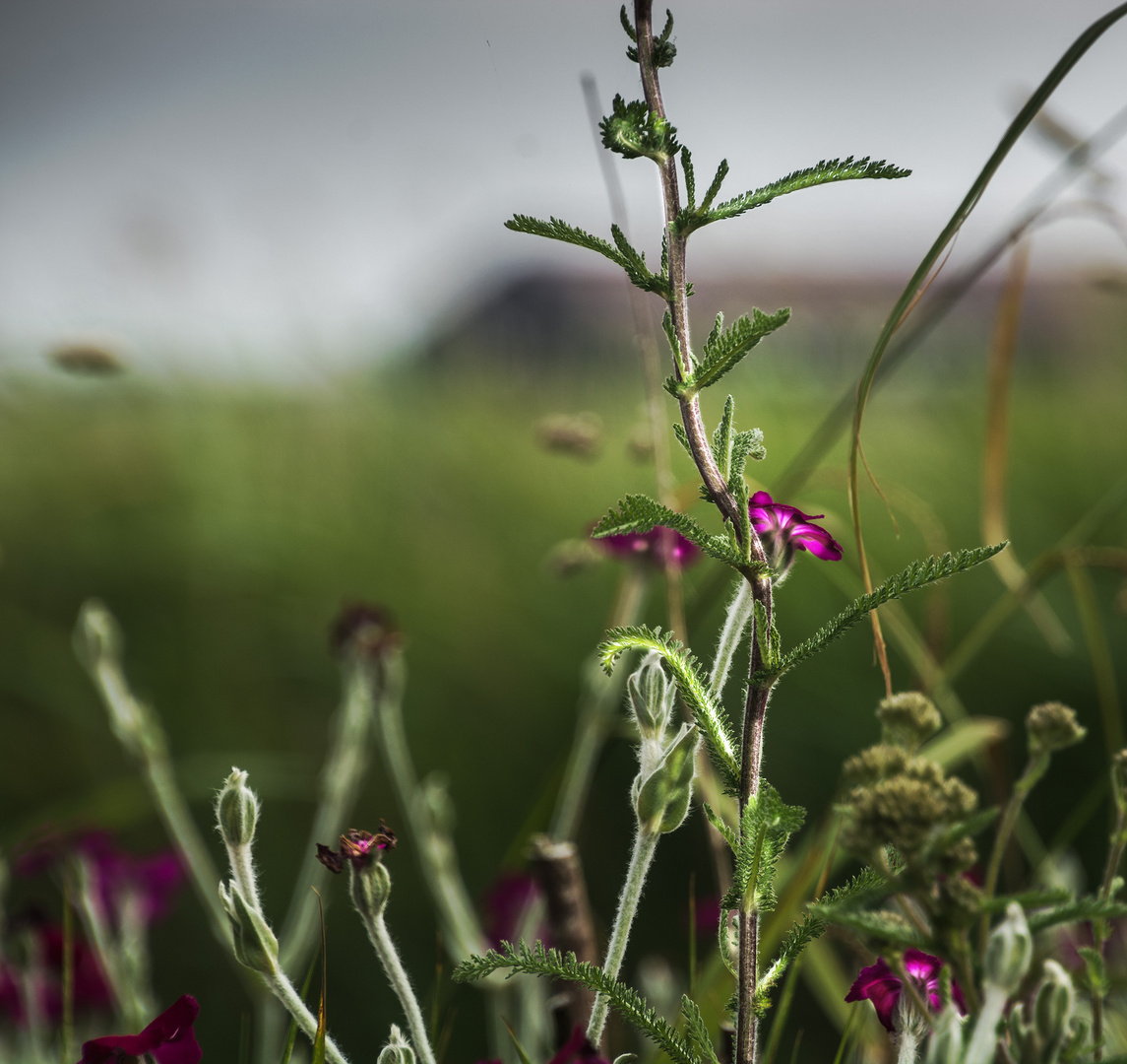 Distel