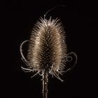 Distel 02