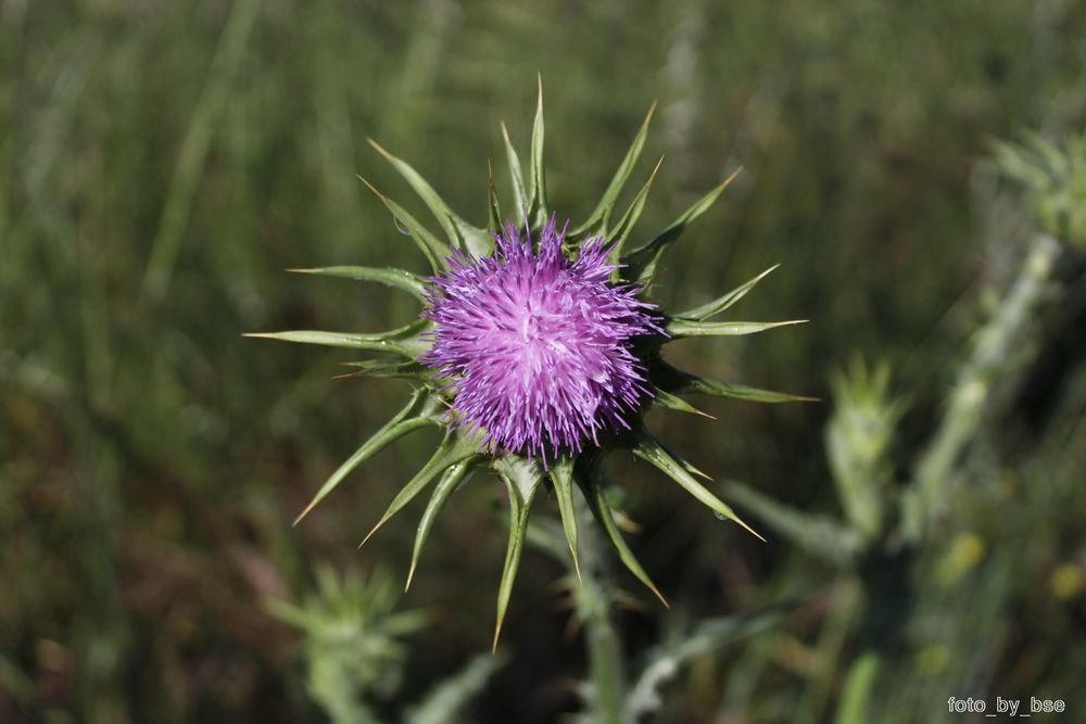 Distel