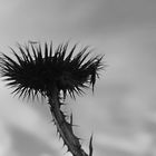 Distel