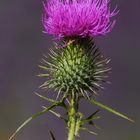 Distel