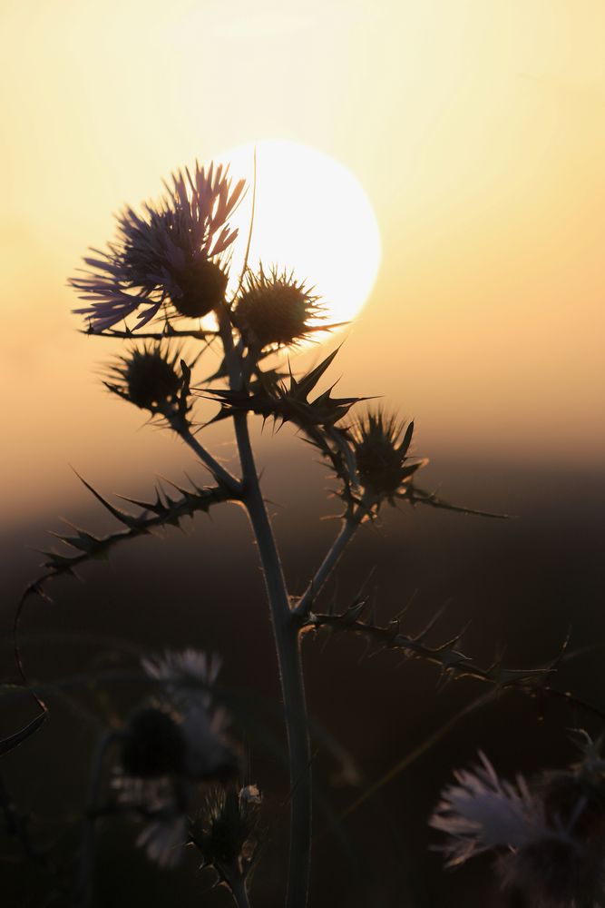 Distel