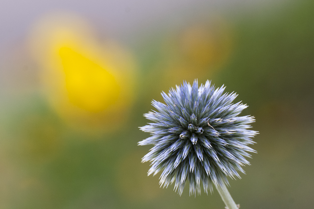 Distel