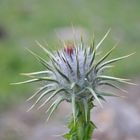 distel