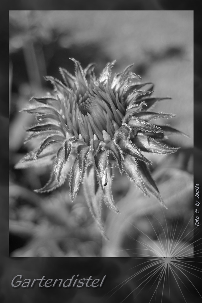 Distel