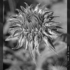 Distel