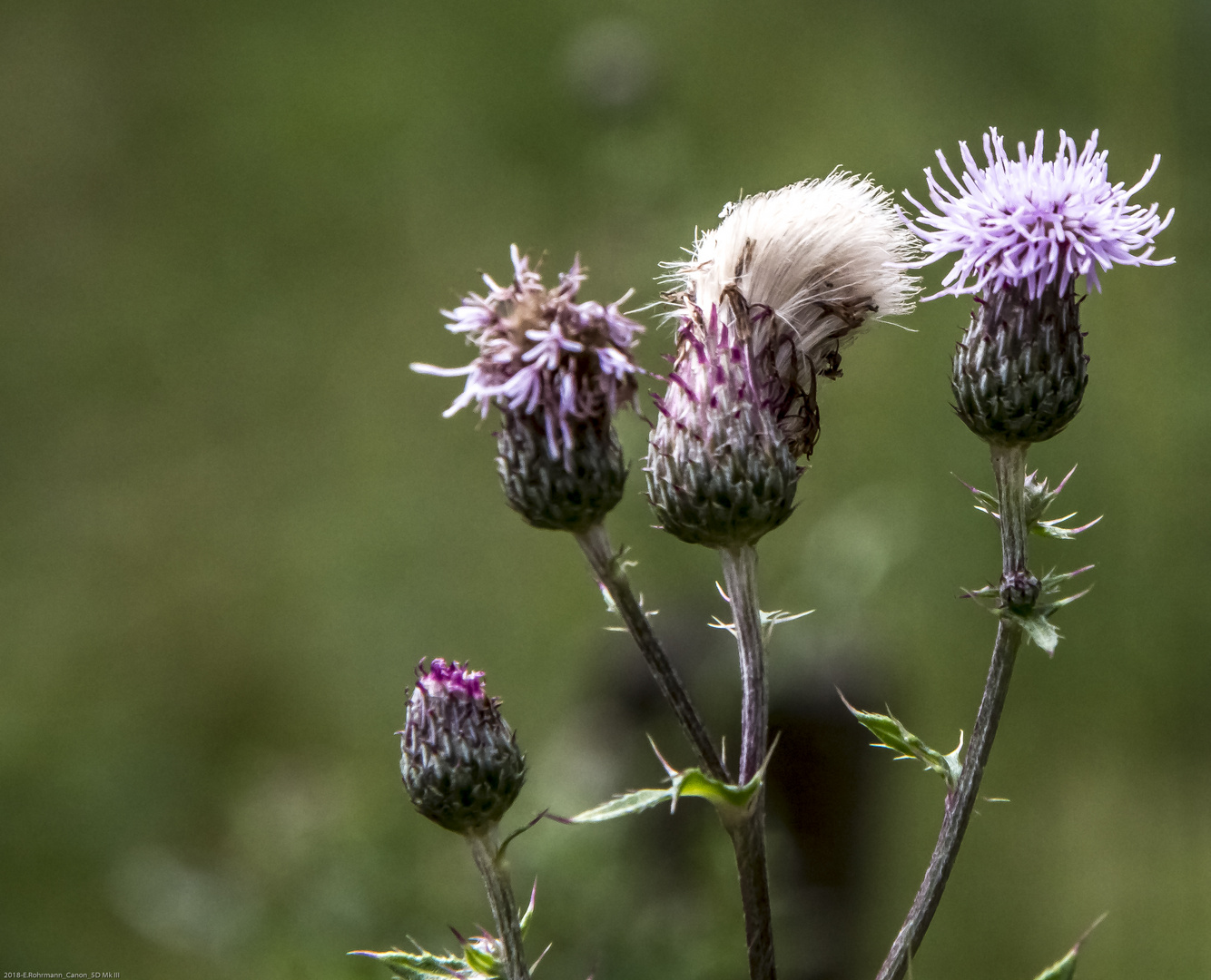 Distel Foto & Bild landschaft, wege und pfade, blumen im