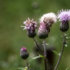 Distel