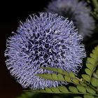 Distel