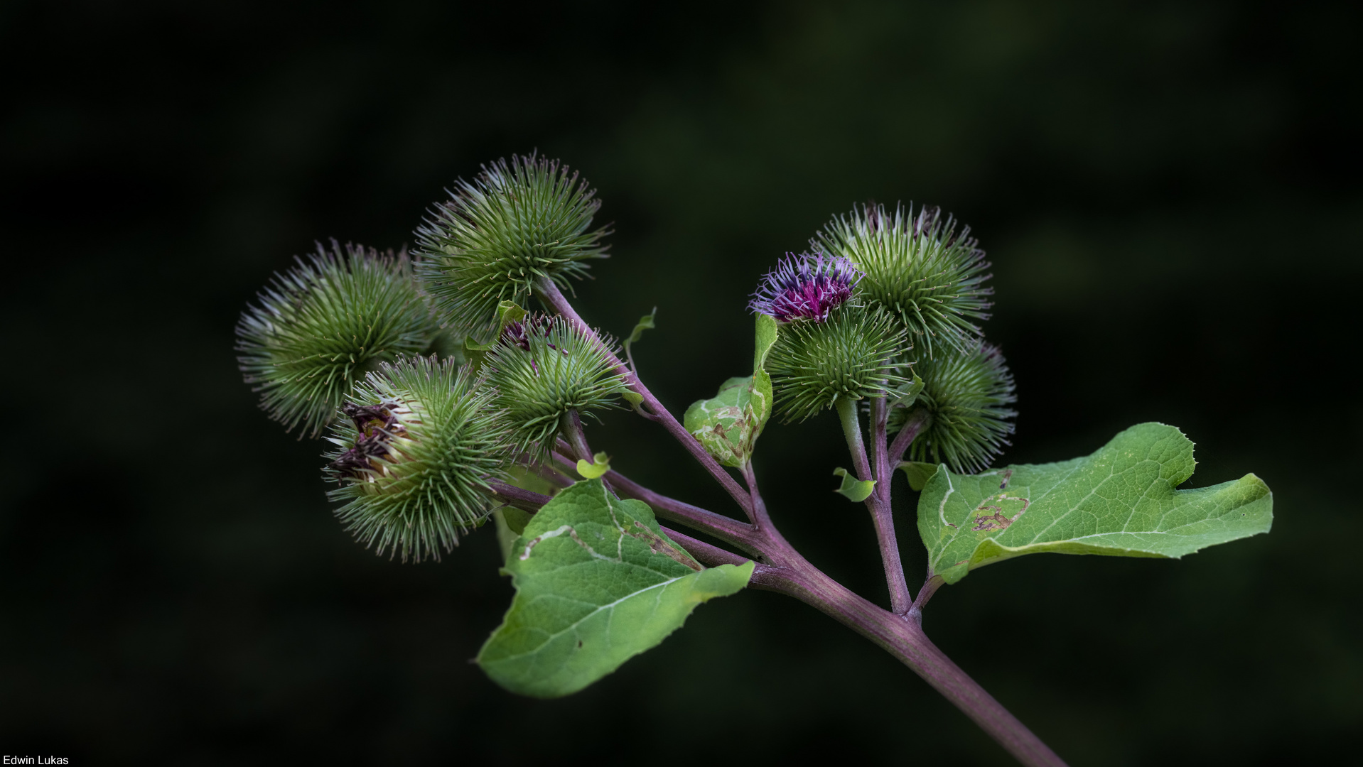 Distel