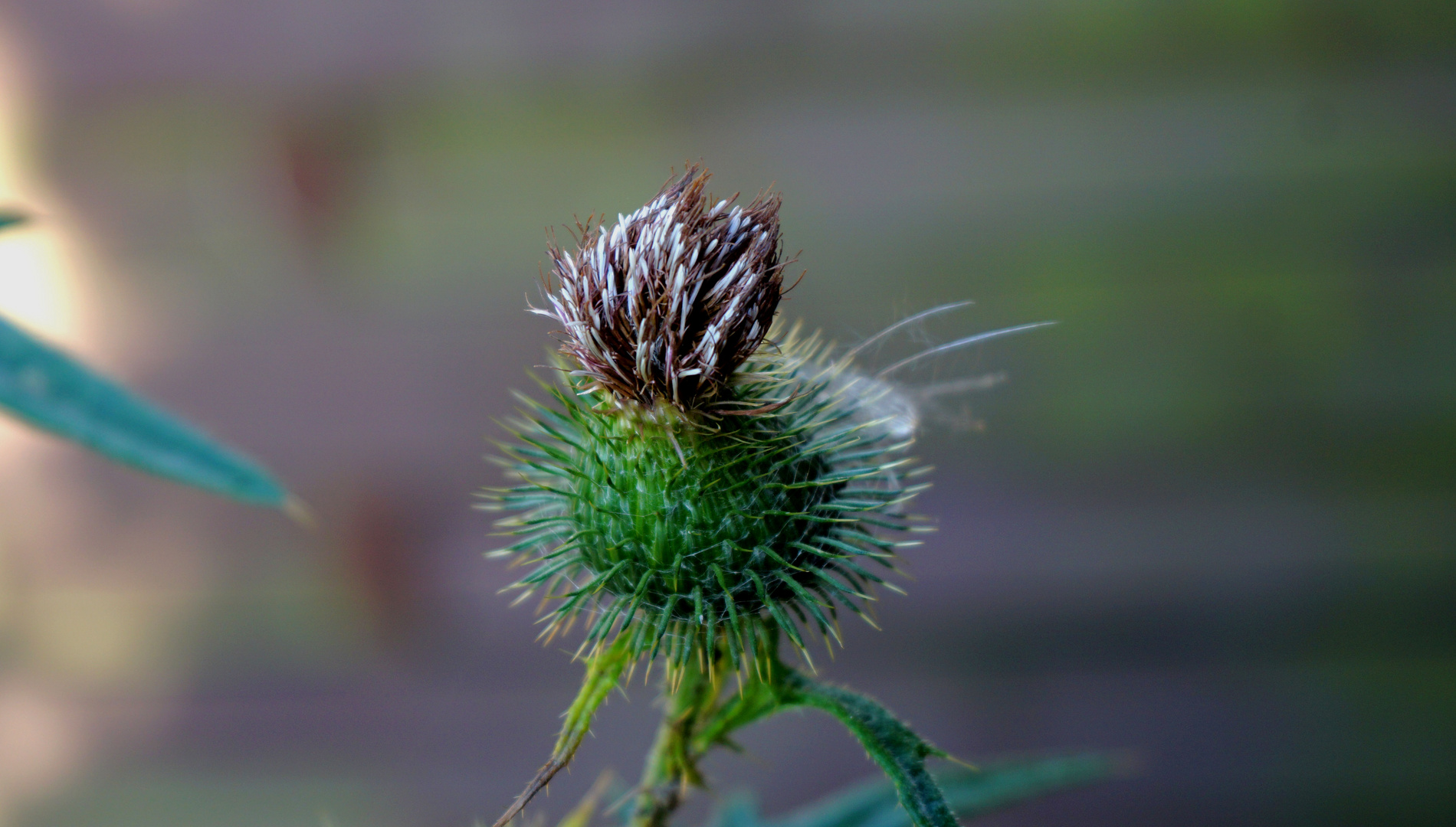 Distel