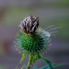 Distel