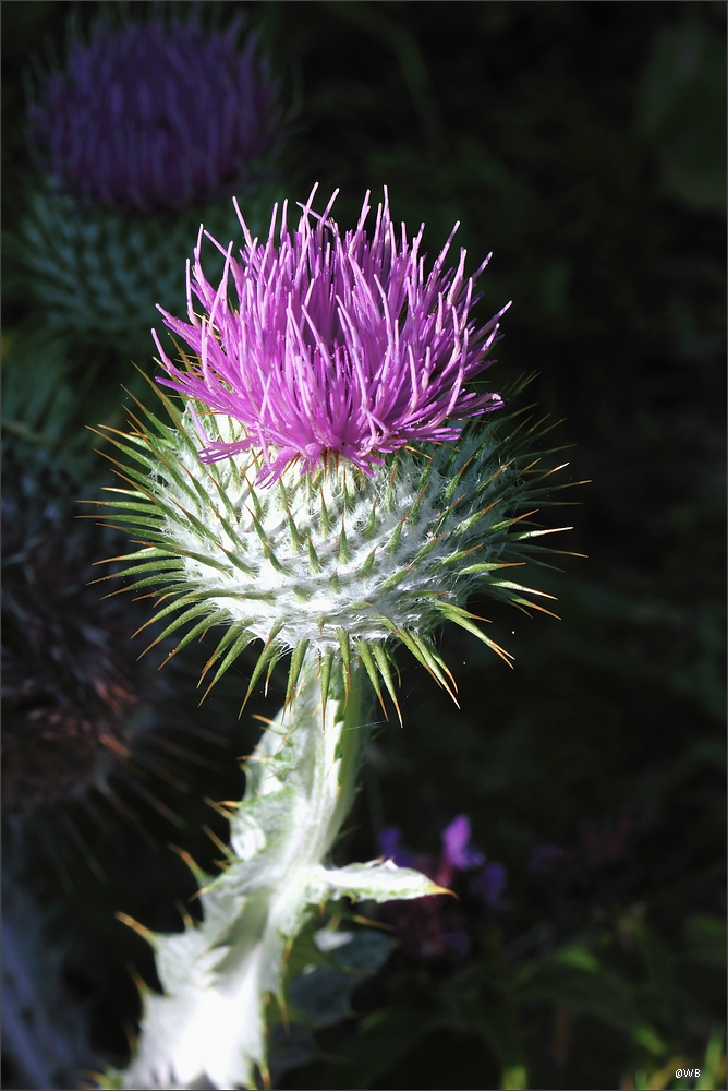 Distel