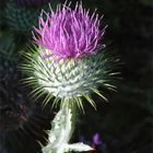 Distel