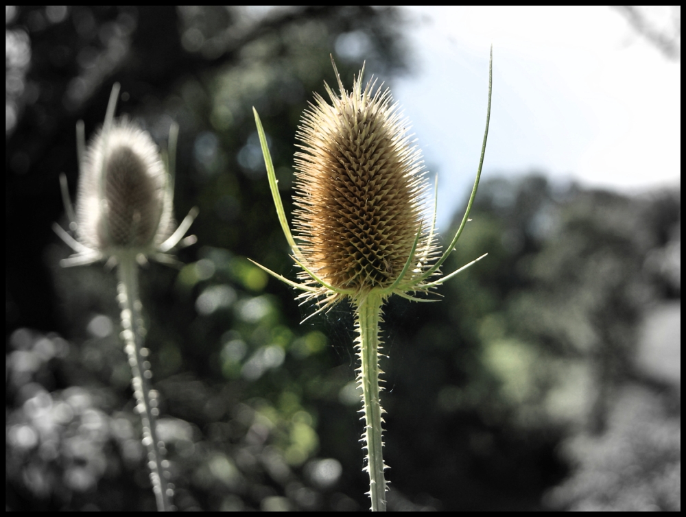 Distel