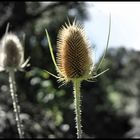 Distel