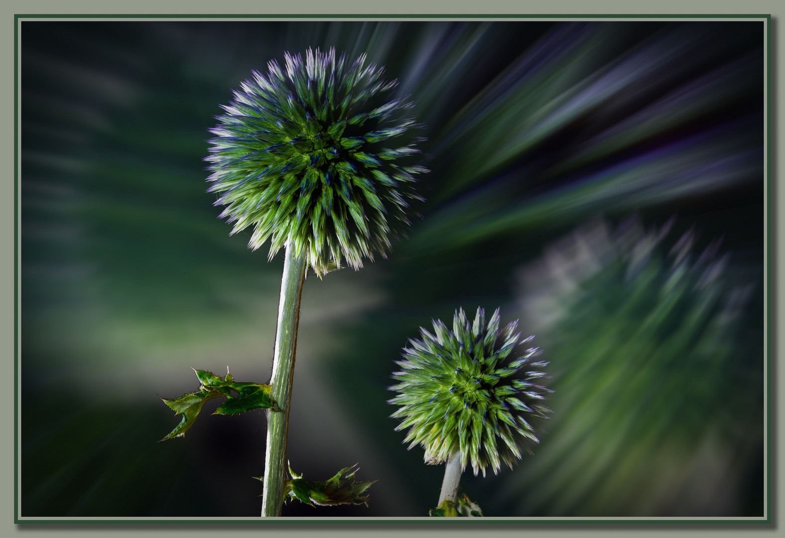 Distel 1