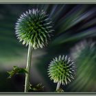 Distel 1