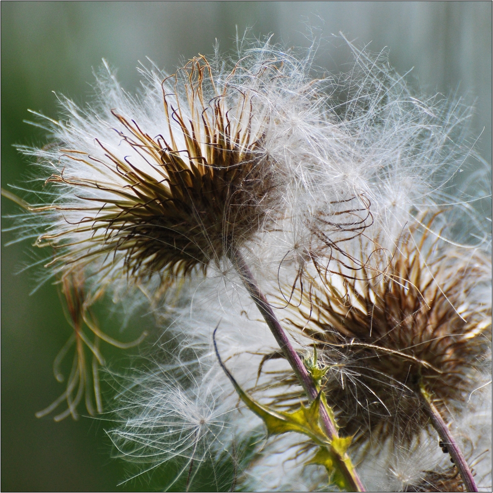 Distel 1