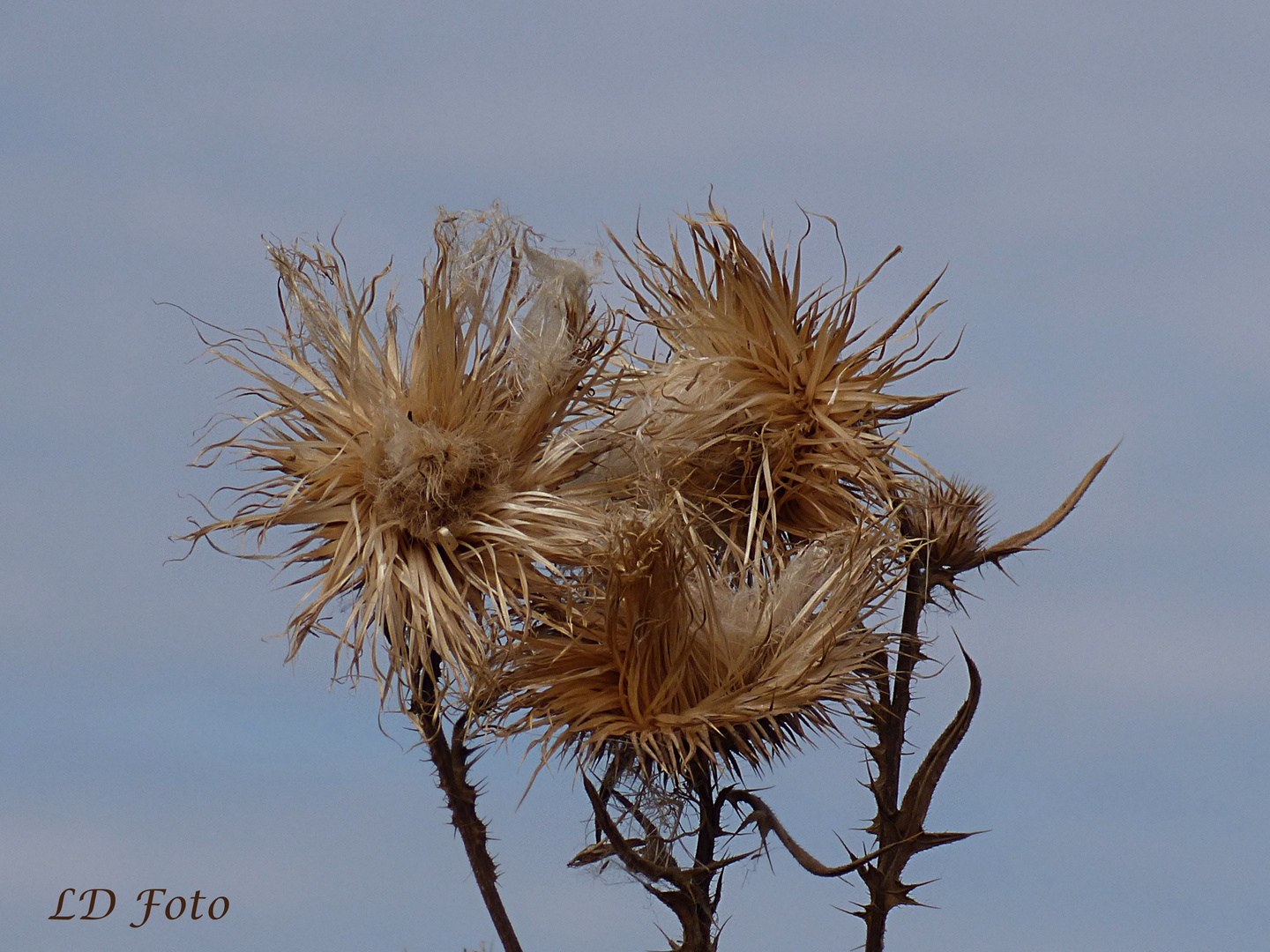 Distel 1