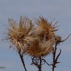 Distel 1