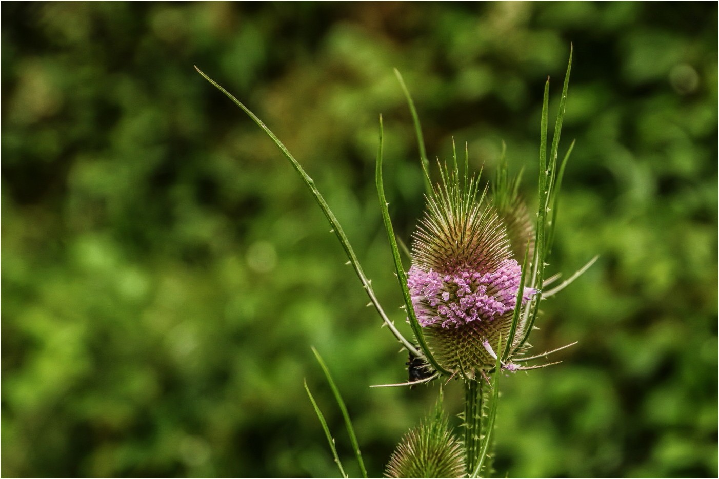 Distel (1)