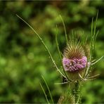 Distel (1)