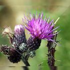 Distel 1