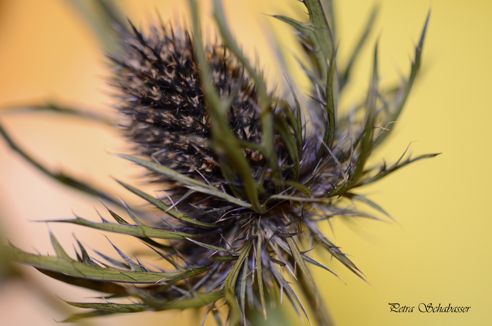 Distel 1