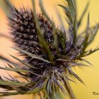 Distel 1