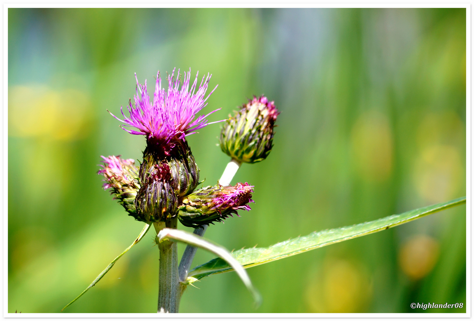 Distel 1