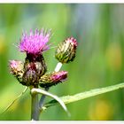 Distel 1