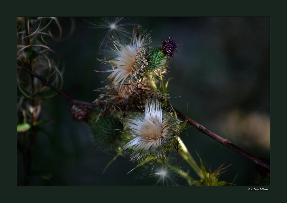 -Distel 1 -