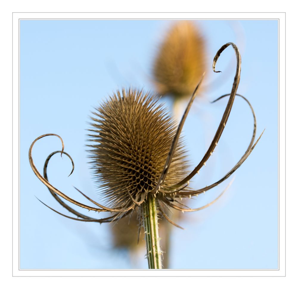 Distel 1