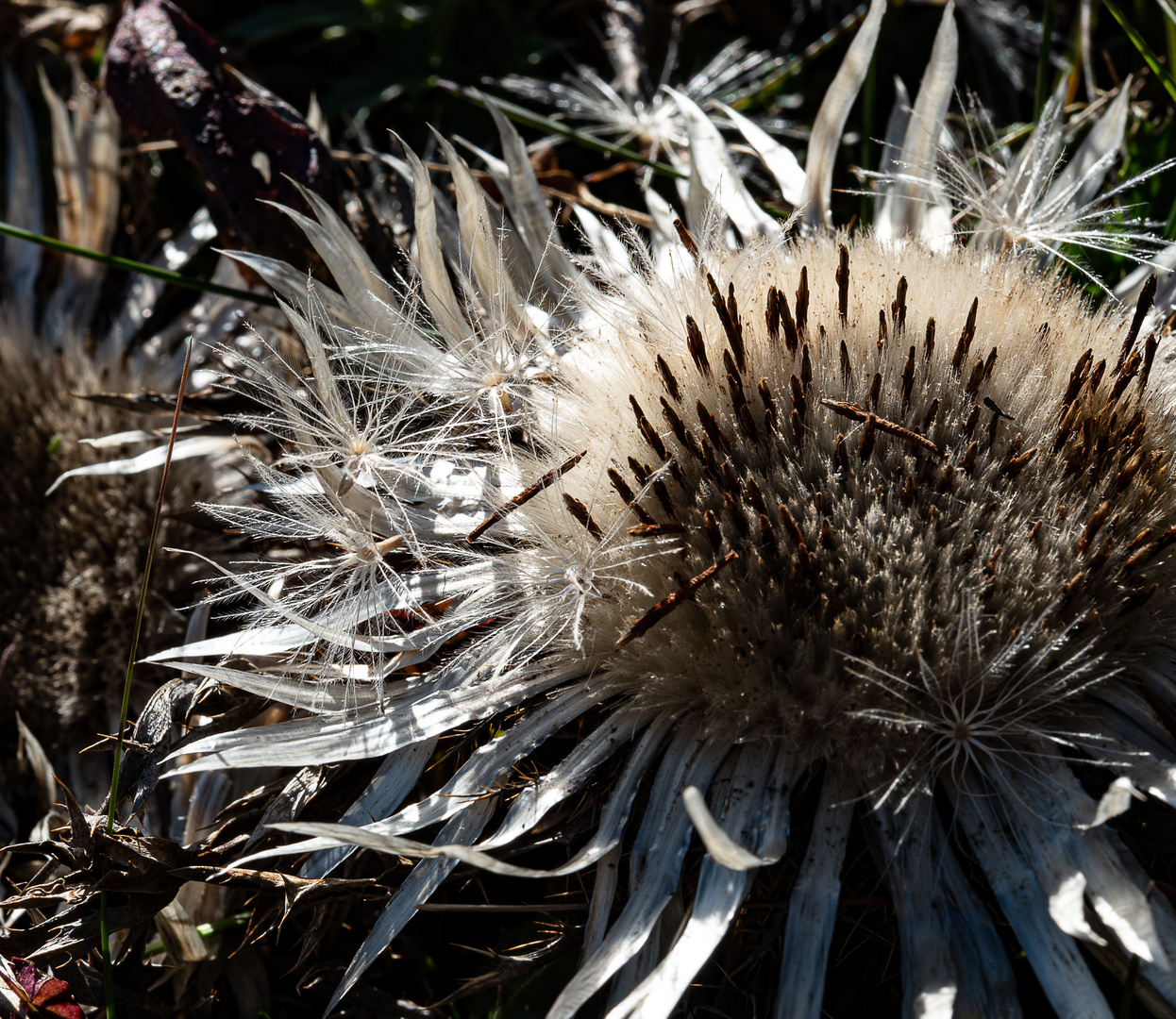 Distel  (1 von 1)