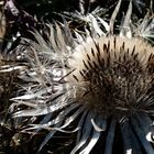 Distel  (1 von 1)