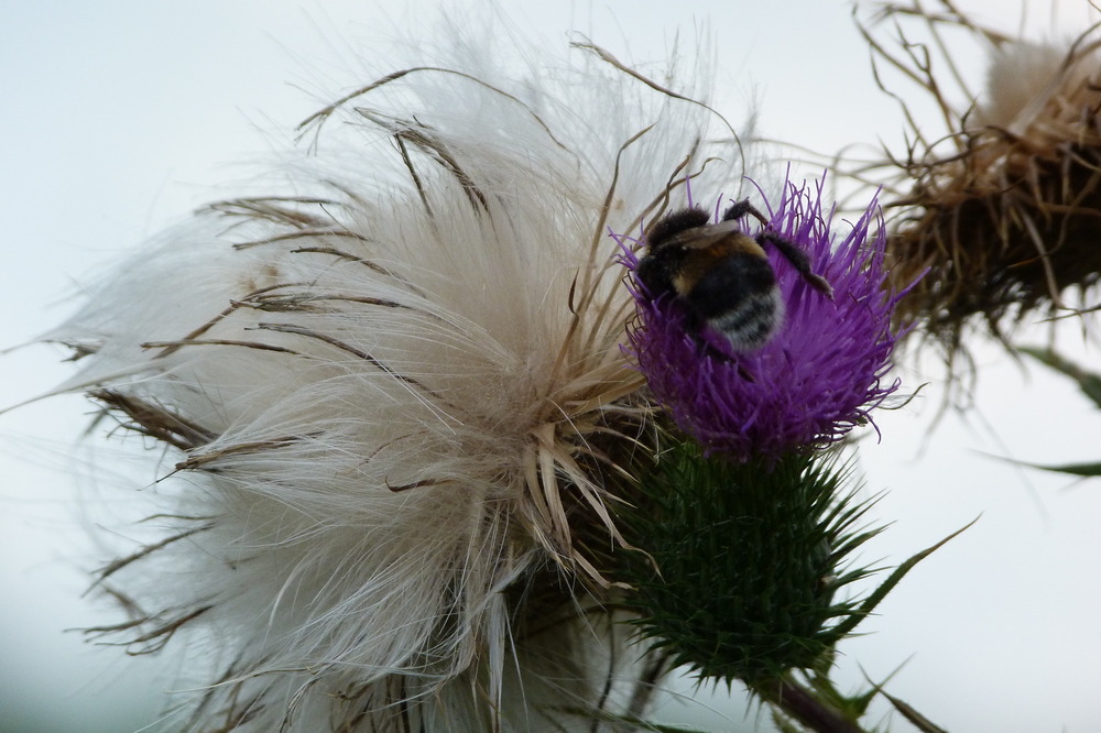 Distel ...