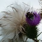 Distel ...