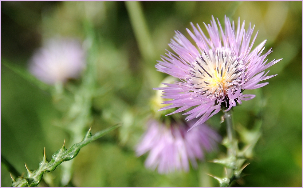 Distel ?