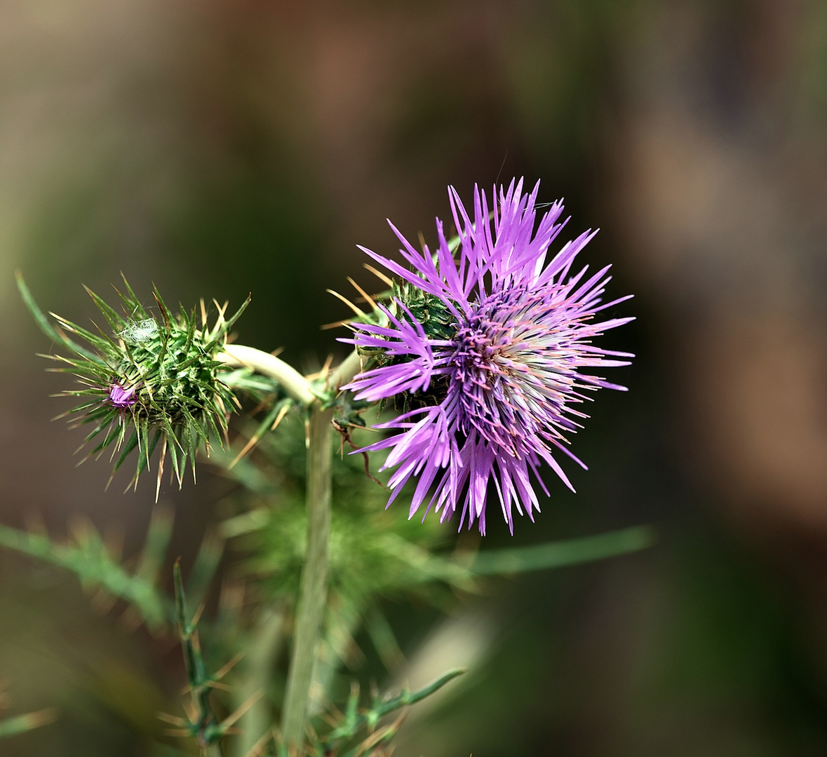 Distel