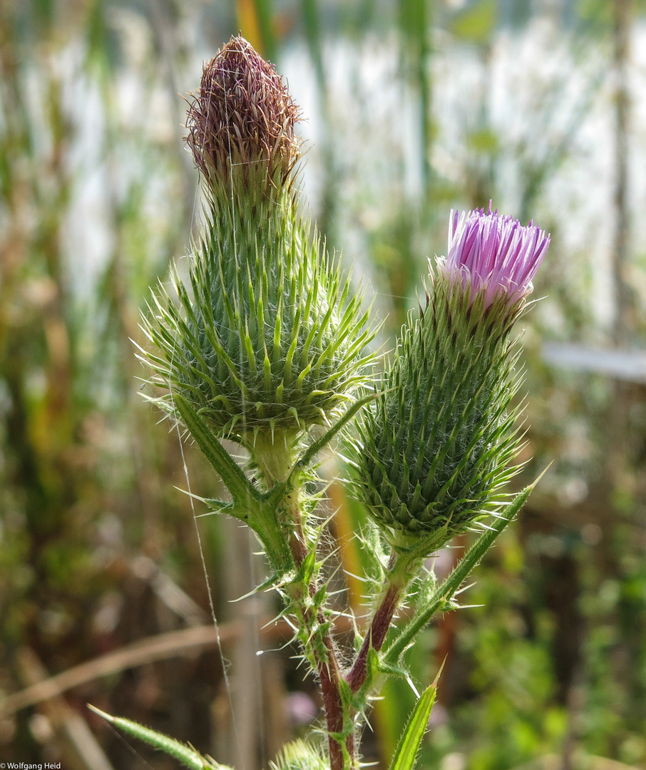 Distel.