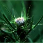 distel