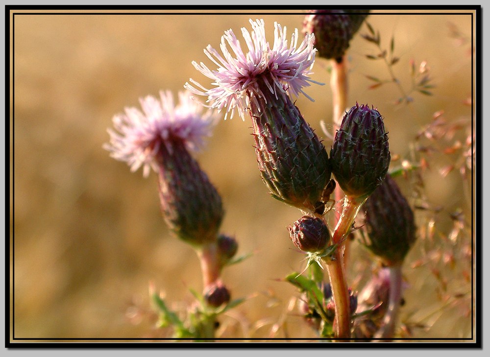 Distel