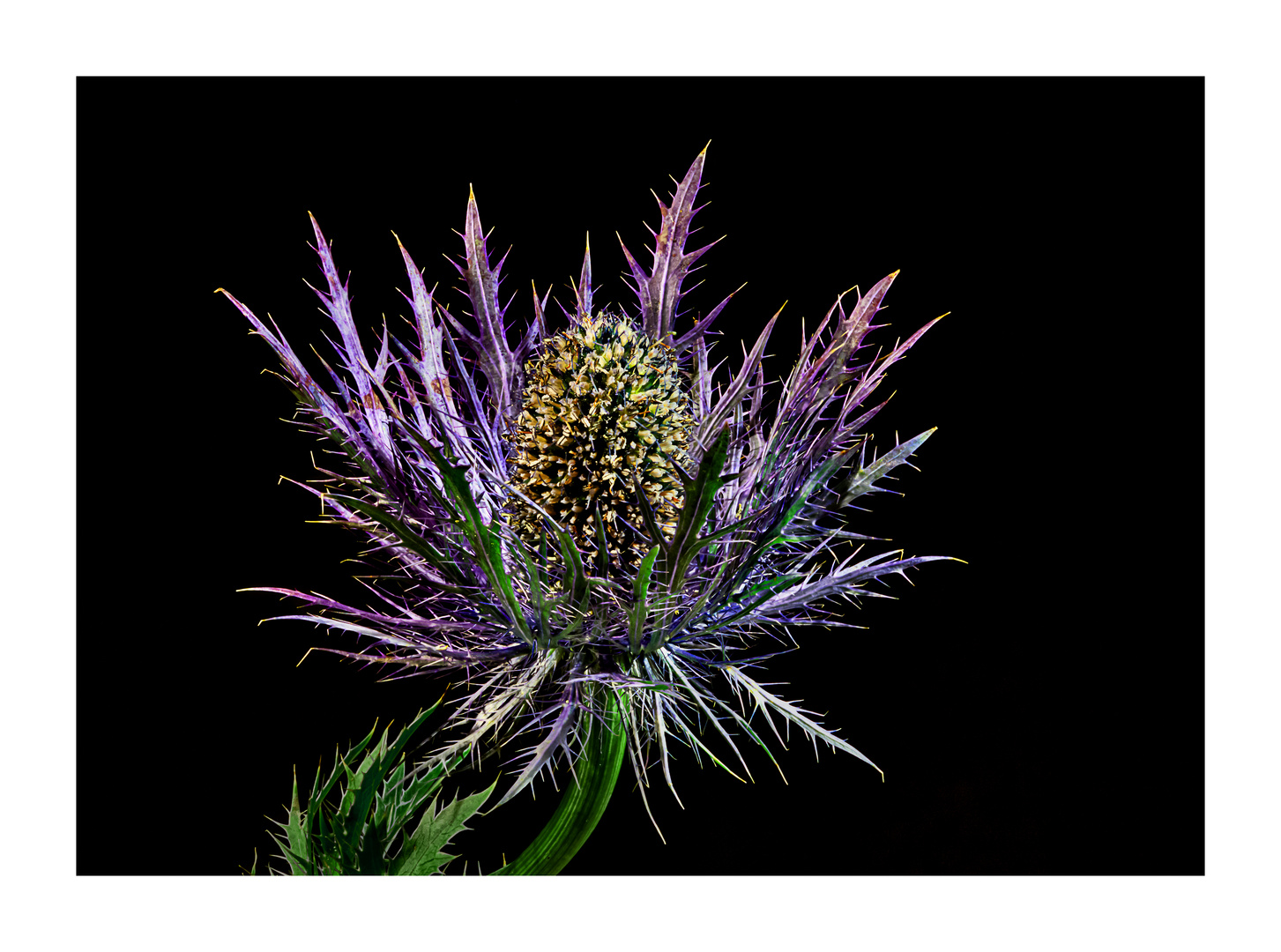 Distel