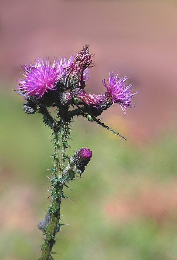 Distel.