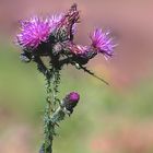 Distel.